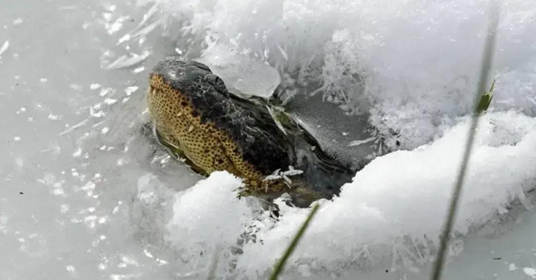 Inverno americano