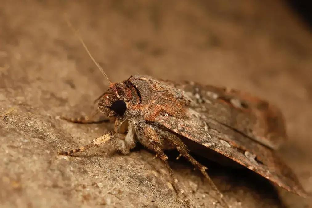 Mariposas como guia