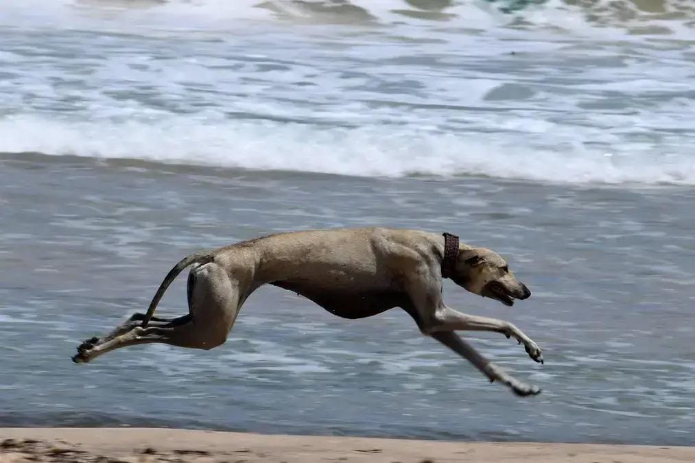 Raça de cachorro
