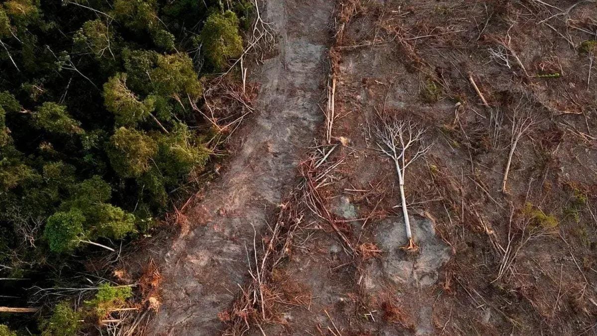 Regeneração florestal na luta