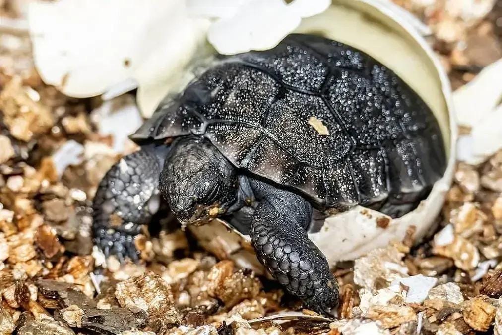 Tartaruga de Galápagos