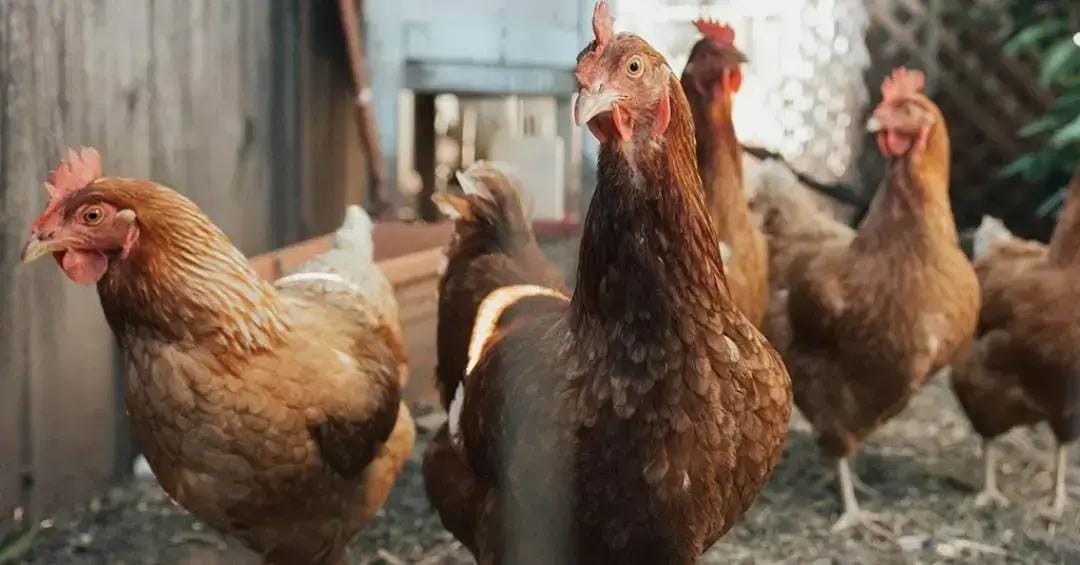 Tratamento de salmonelose em aves