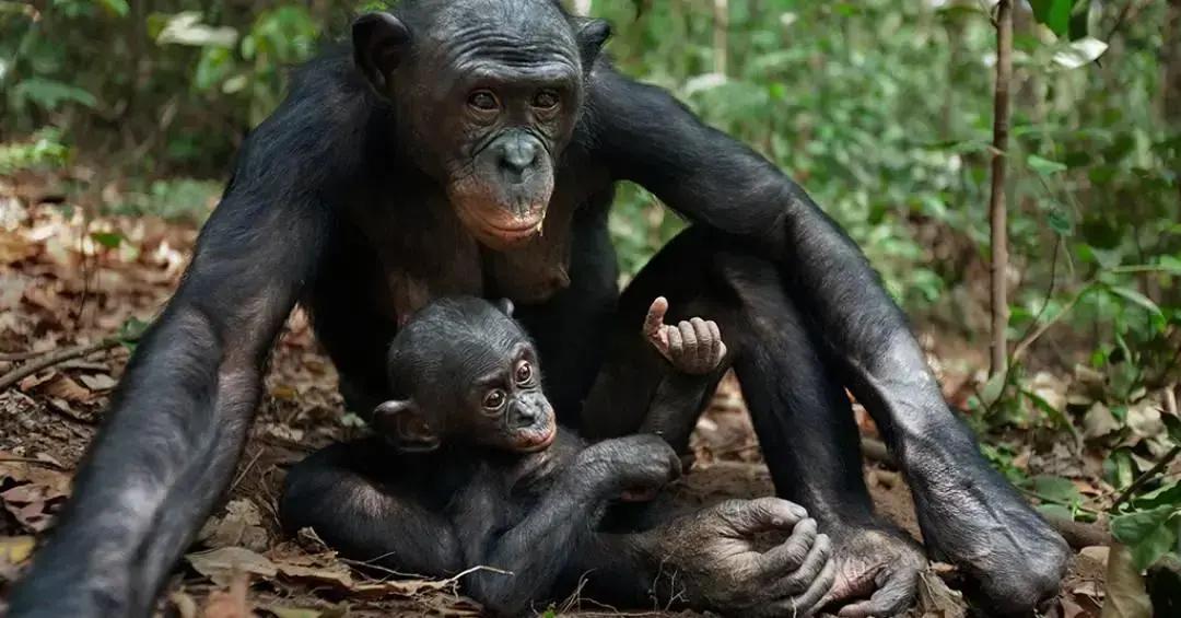 "Baby talk" em primatas