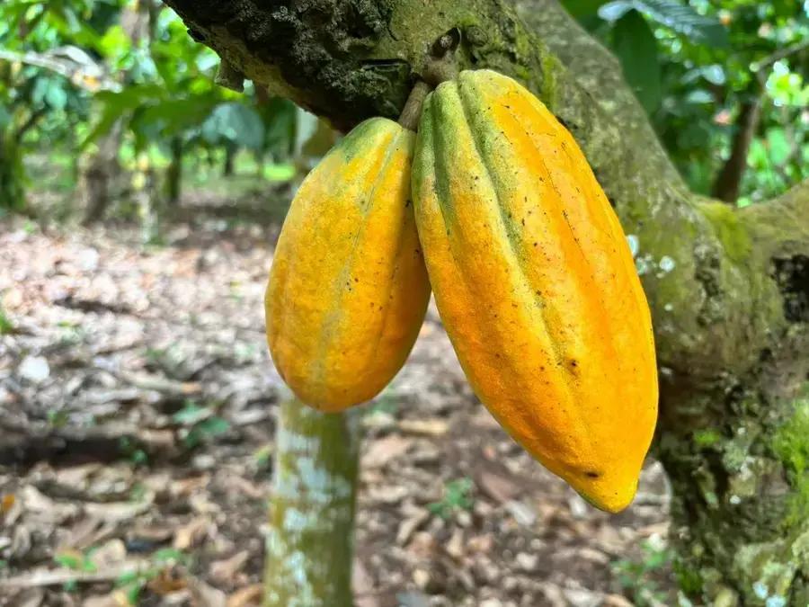 Cacau na Amazônia