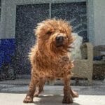 Compatibilidade emocional para animais