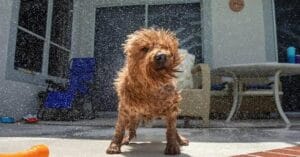Compatibilidade emocional para animais