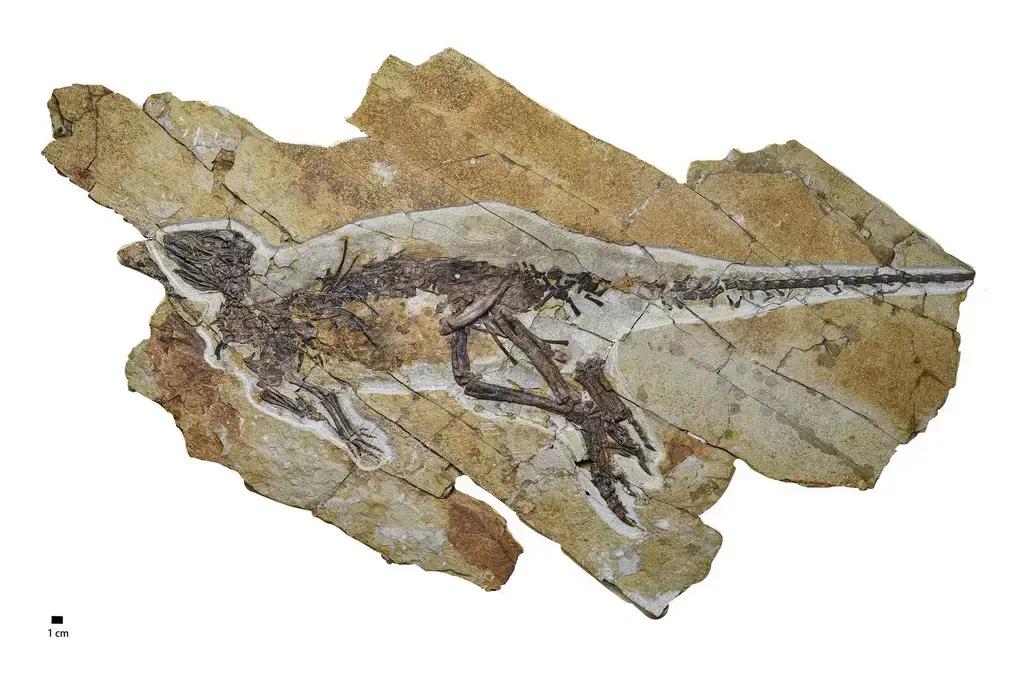 Fóssil de dinossauro na China