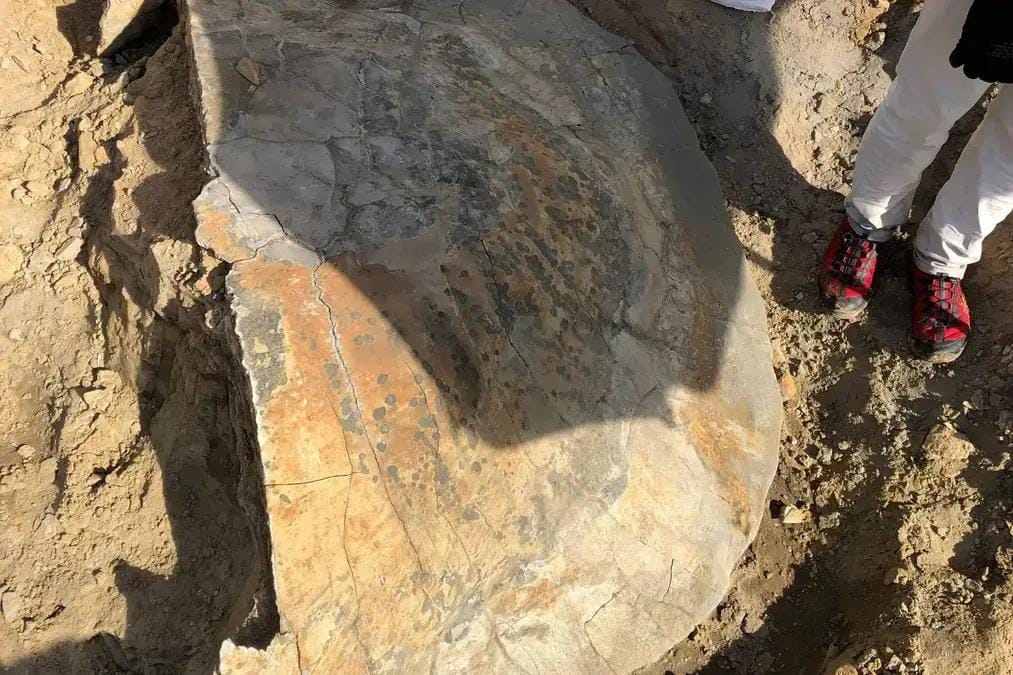 Fóssil de tartaruga gigante na Amazônia