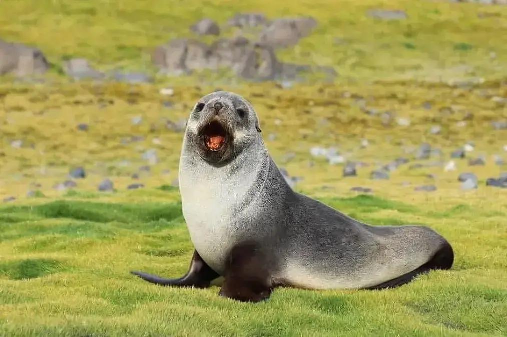 Gripe aviária na Antártida