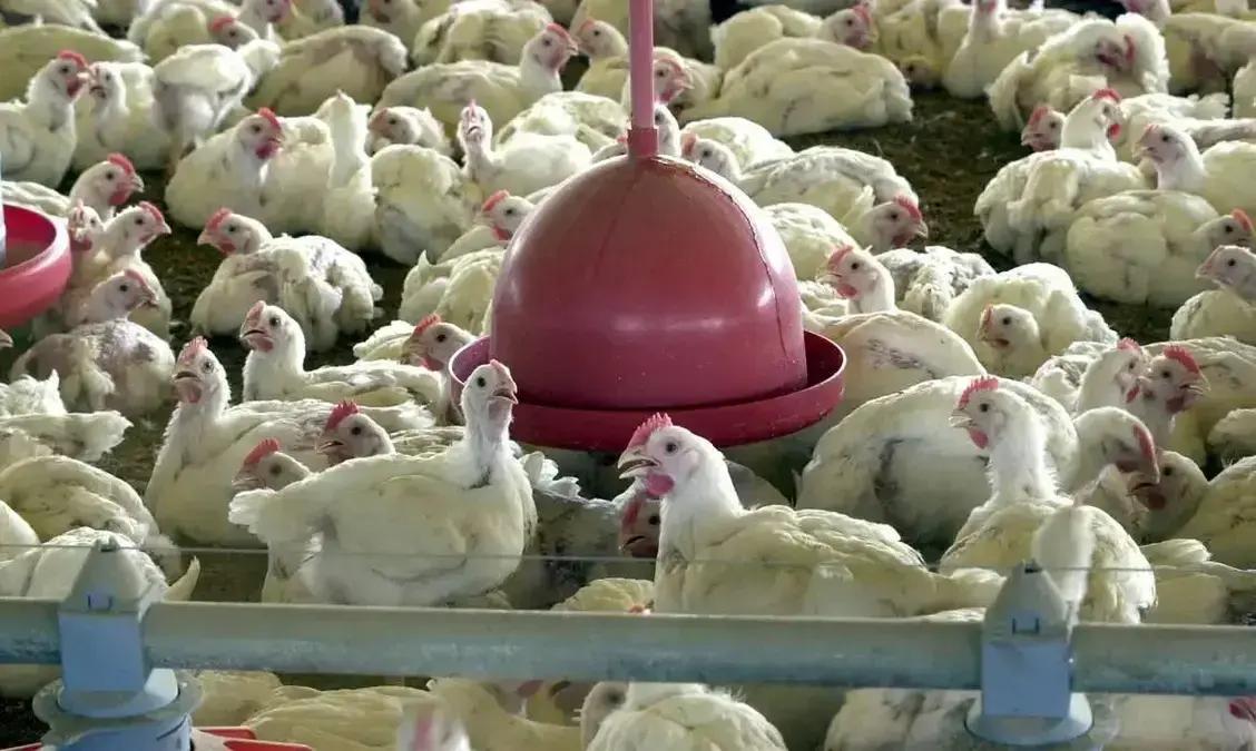Importação de aves do Brasil