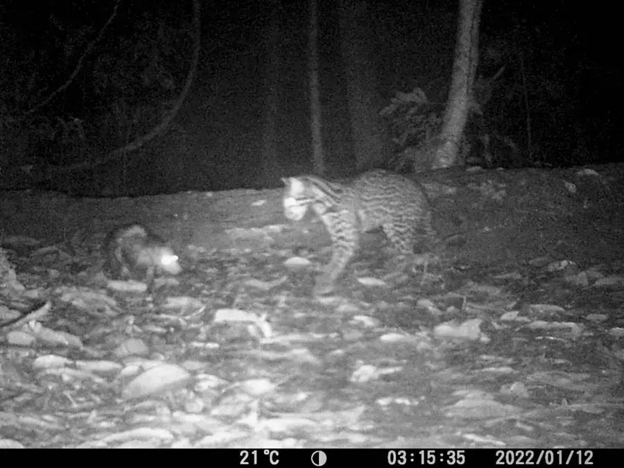 Jaguatirica e gambá na Amazônia