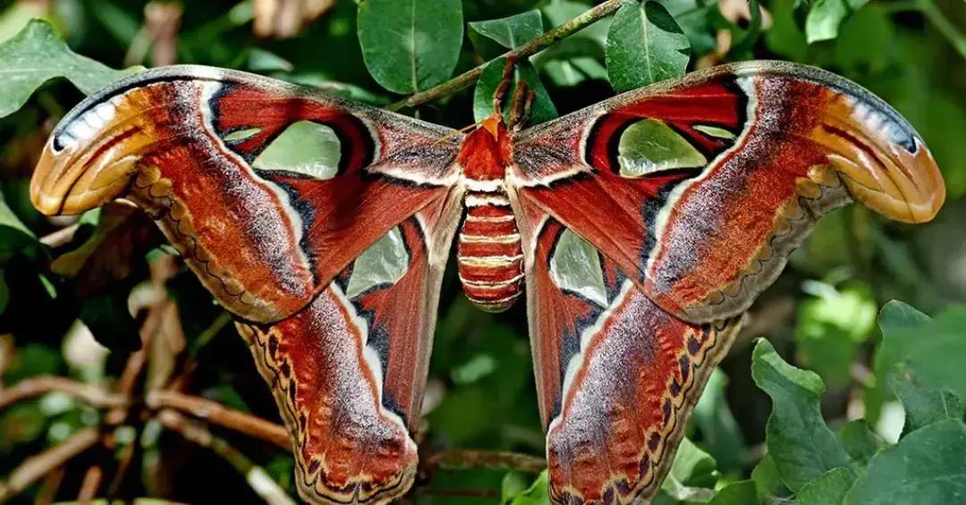 Mariposas da Ásia