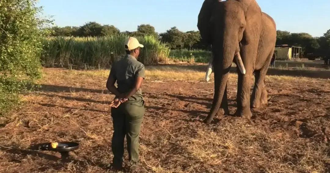 Movimentos de elefantes