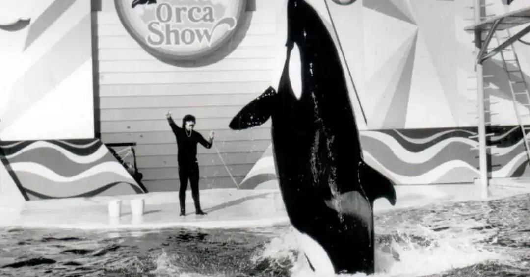 Orcas no Playcenter