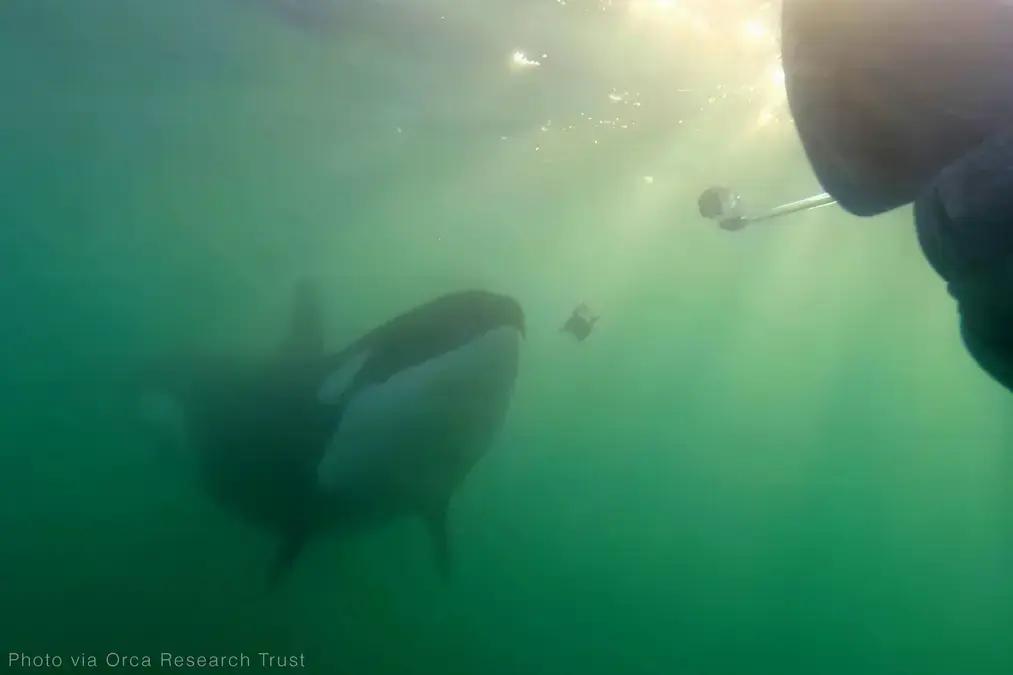 Orcas selvagens para pessoas