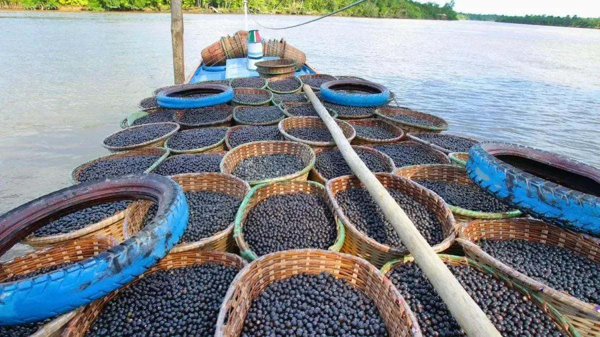 Paisagens regenerativas na Amazônia