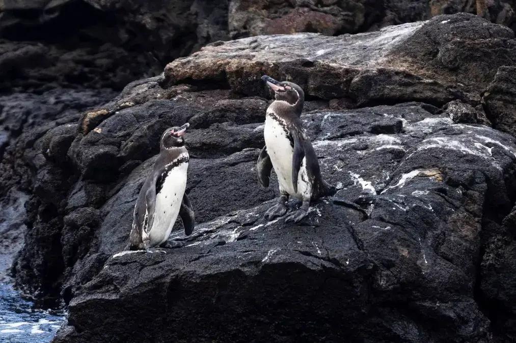 Pinguins e ursos polares