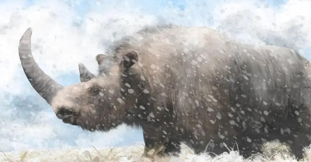 Proteínas de dente de rinoceronte