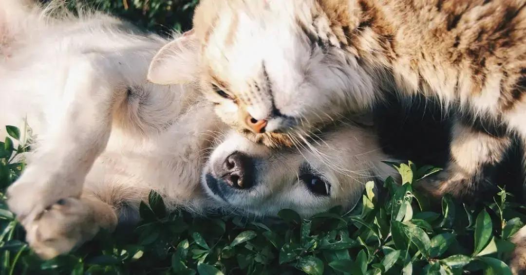 Raças de cães brasileiros