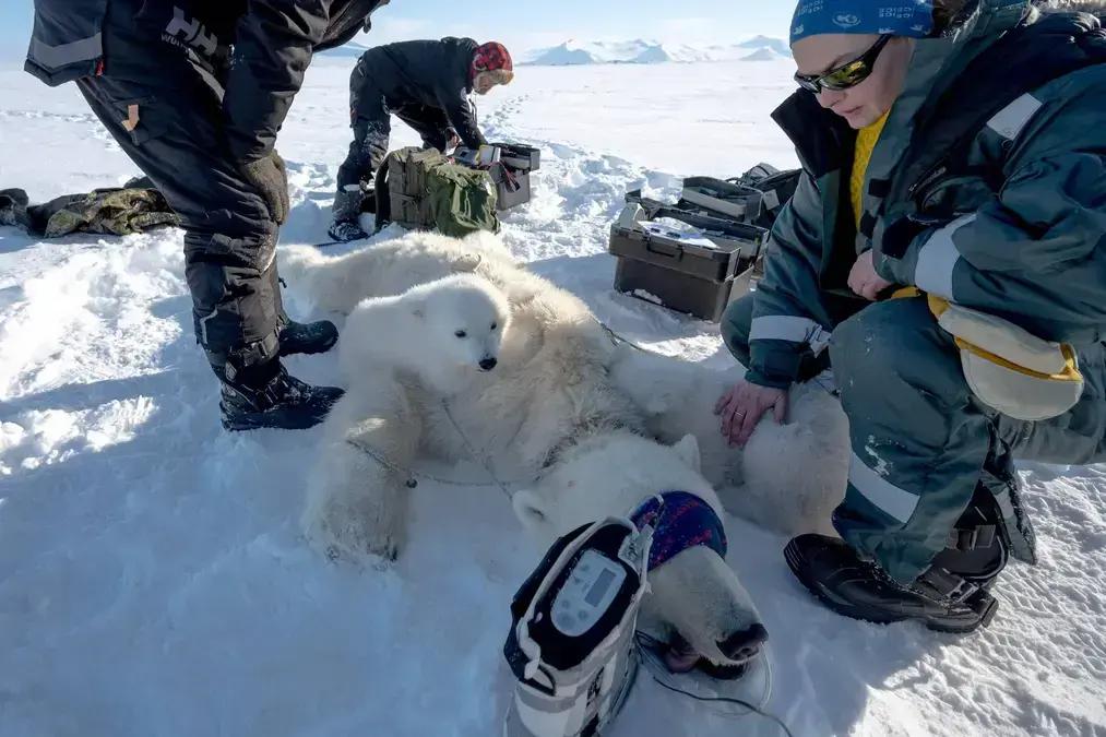 Rastreamento de urso polar