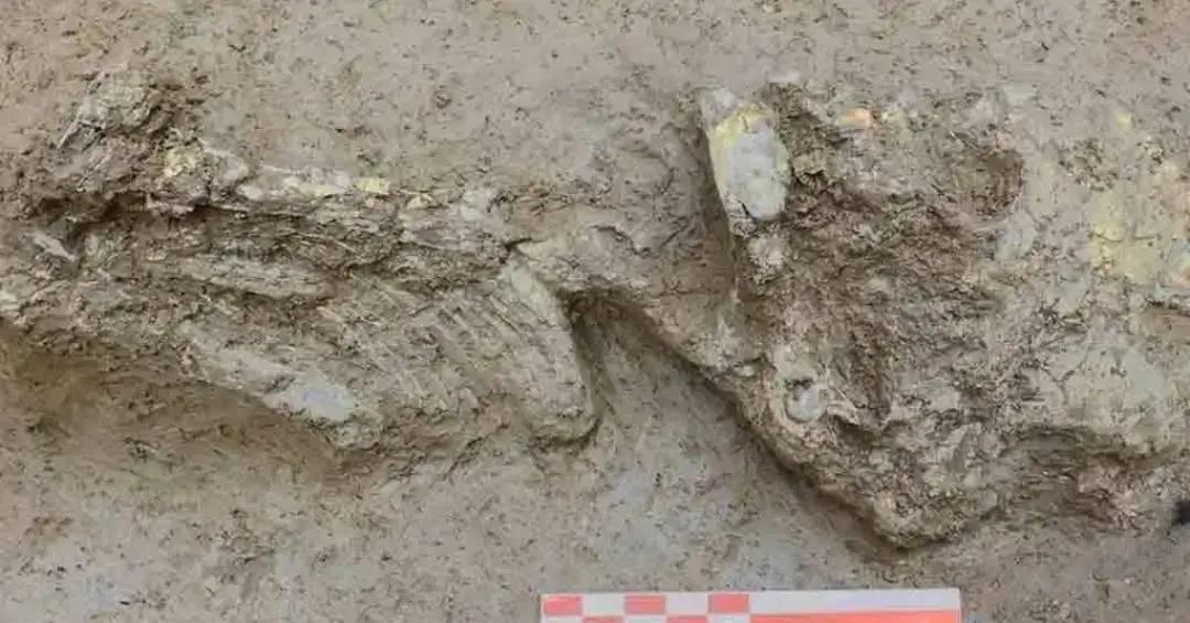 Rotas migratórias pela arqueologia