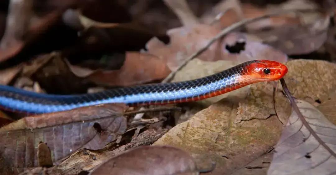 Toxina da serpente asiática