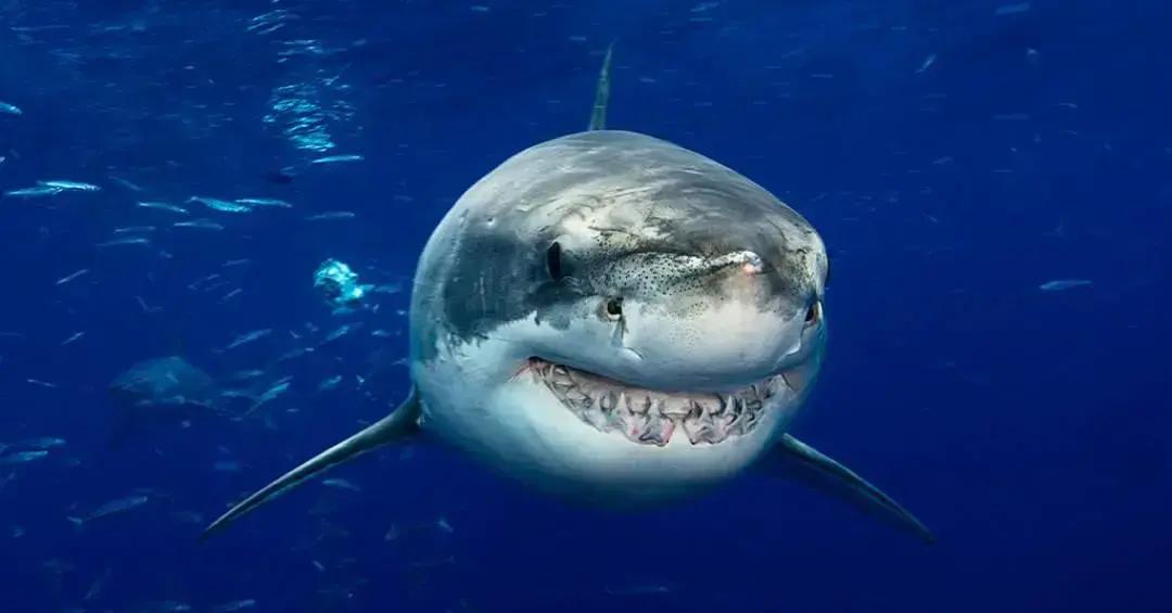 Acidificação dos oceanos
