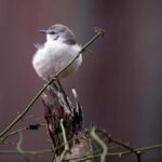 Canto de aves