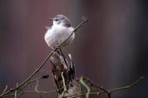 Canto de aves