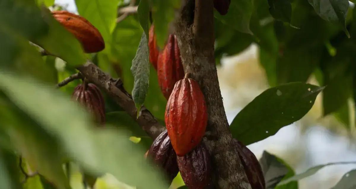 Chocolates com impacto socioambiental