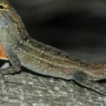 Chumbo no sangue do anolis-marrom