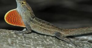 Chumbo no sangue do anolis-marrom