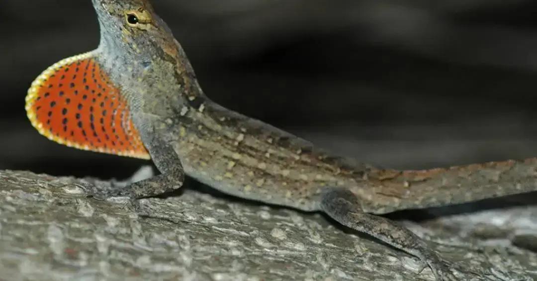 Chumbo no sangue do anolis-marrom