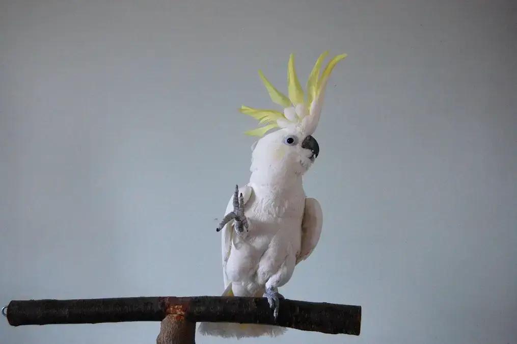 Dança de cacatuas