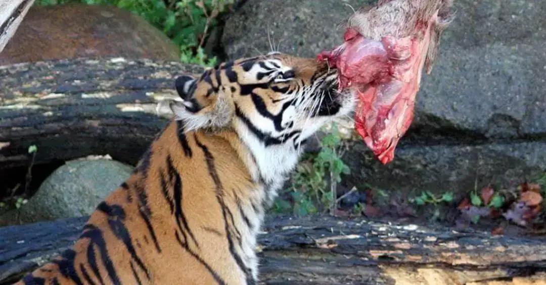 Dieta de carnívoros