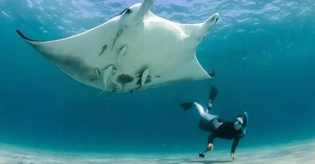 Espécie de raia-manta