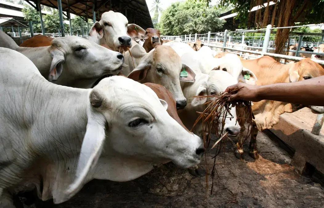 Exportação de carne bovina