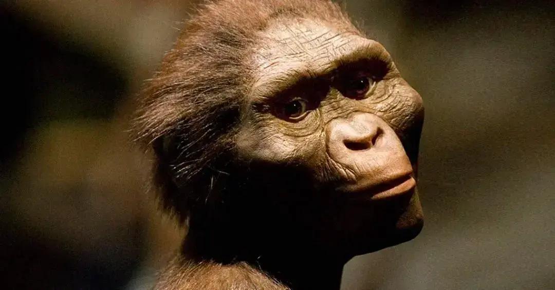 Fragmentos ósseos da Australopithecus