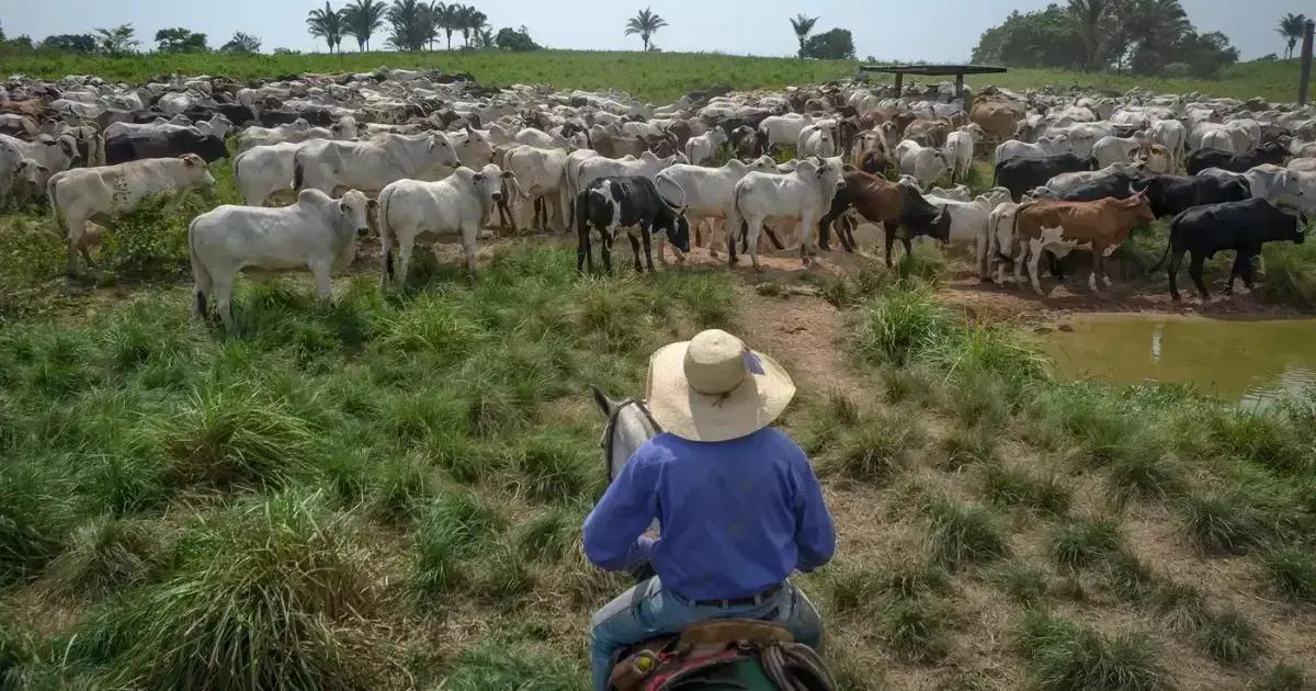Gado ilegal na Amazônia