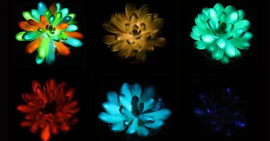 Plantas florescentes no escuro