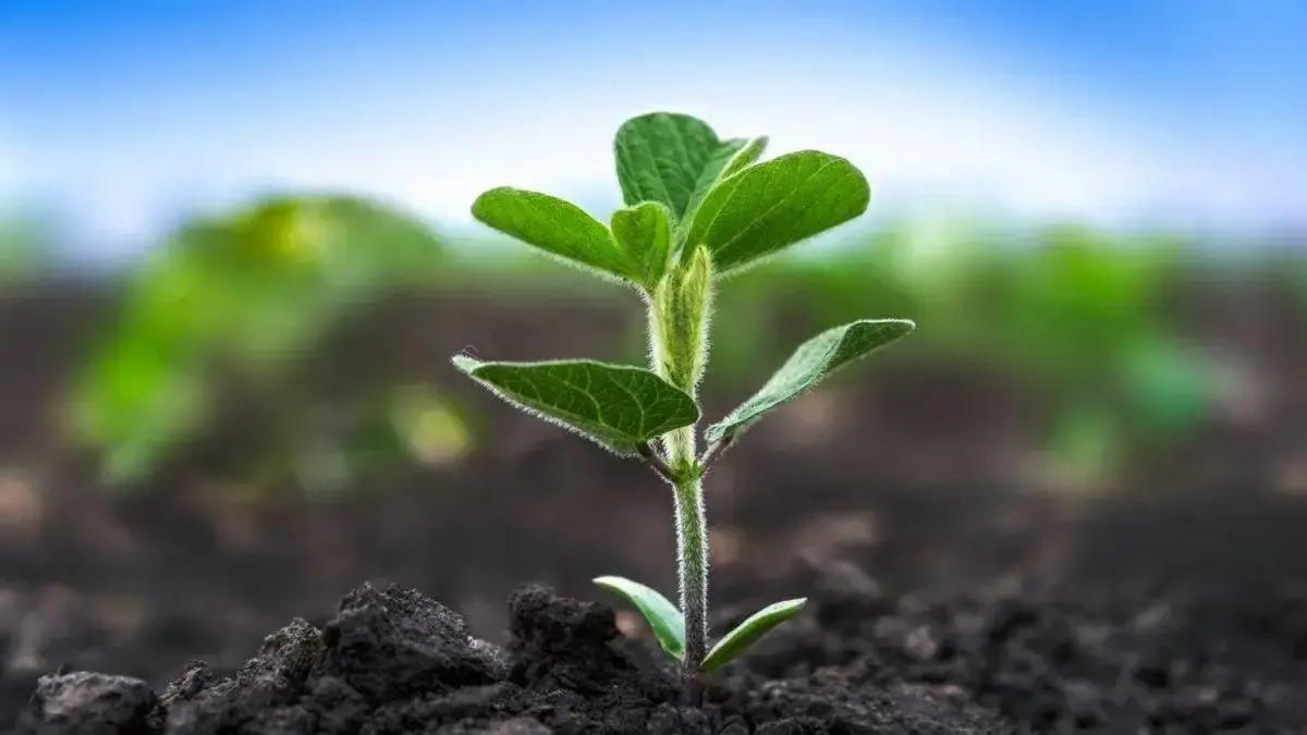 Projetos de carbono