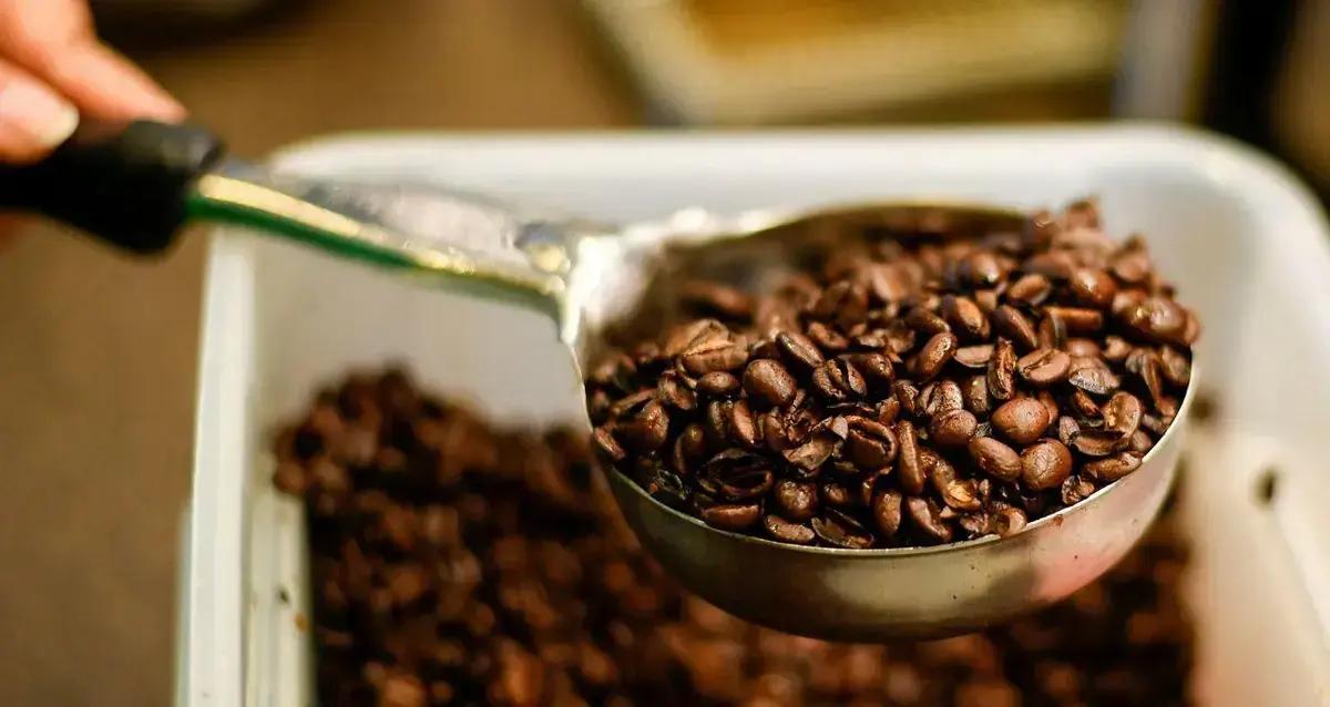 Safra de café