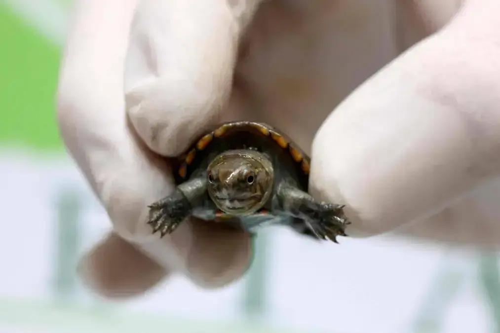 Tartaruga em risco de extinção
