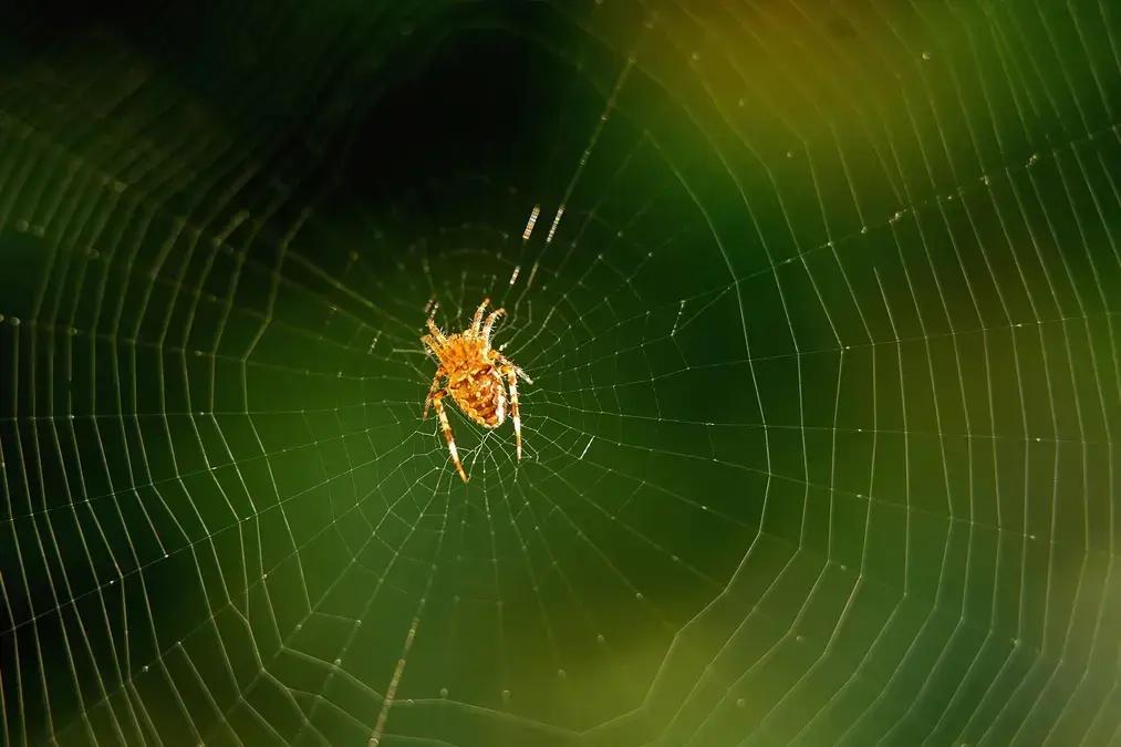 Teias de aranha