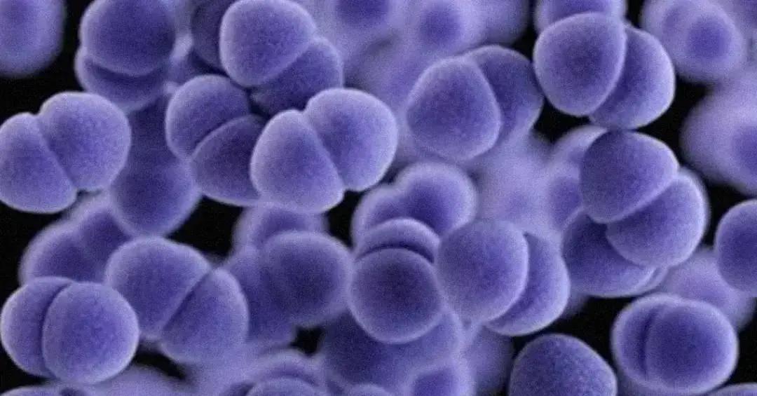 Tratamento da Enterococcus faecium