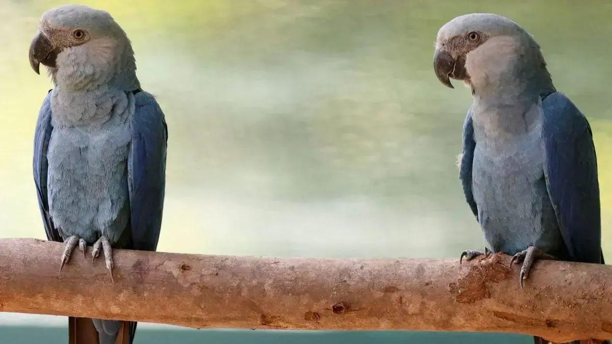 Ararinha-azul na Índia