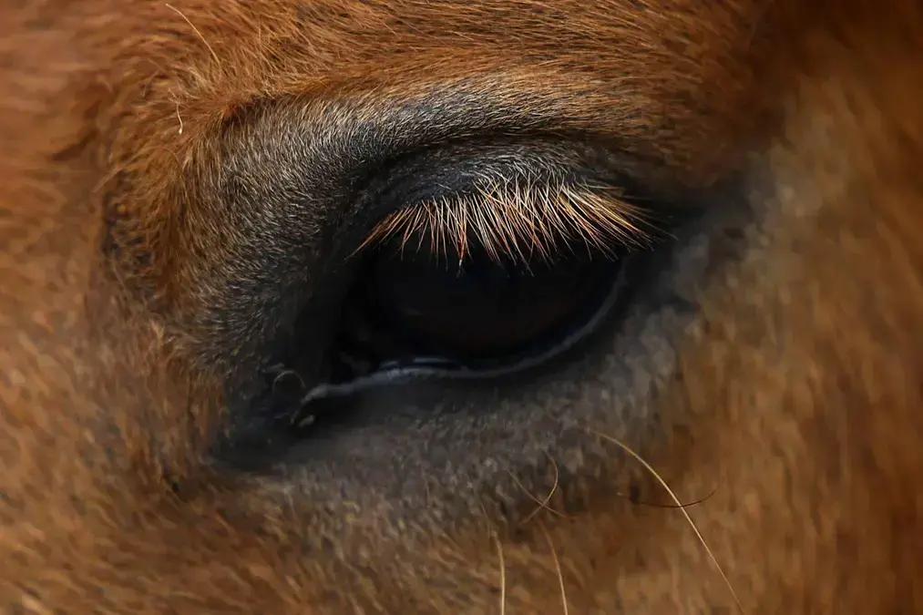 Como animais estão se sentindo