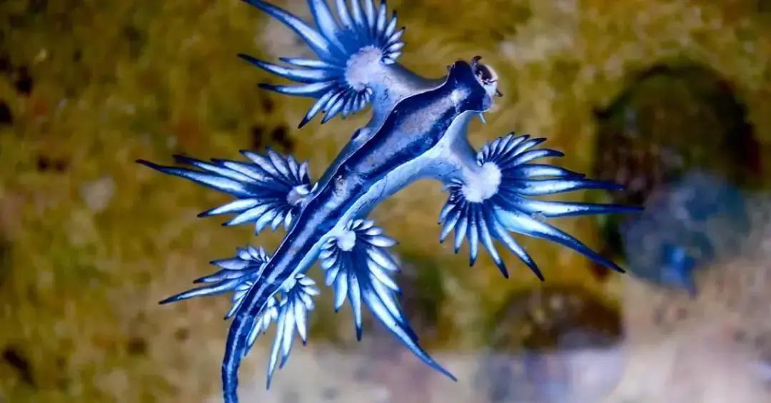 Contato com dragão azul