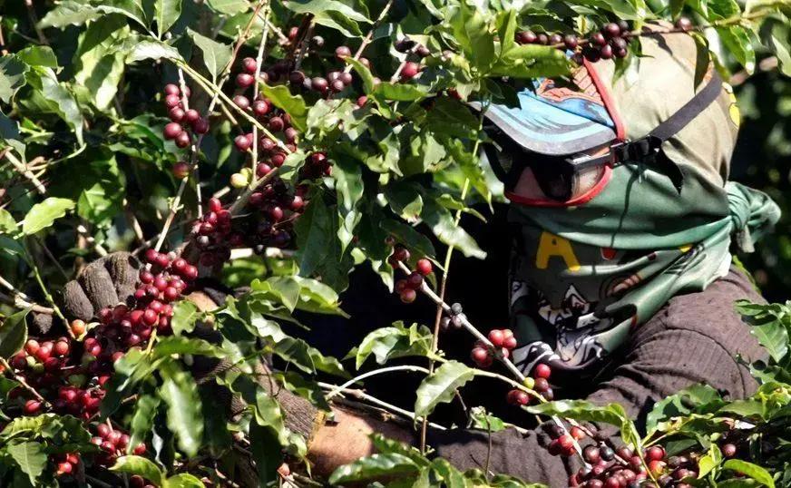 Exportações de café aos EUA