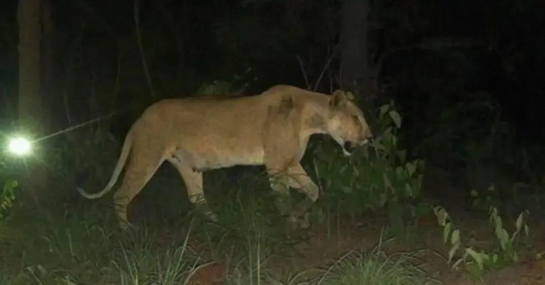 Preservação na República Centro-Africana